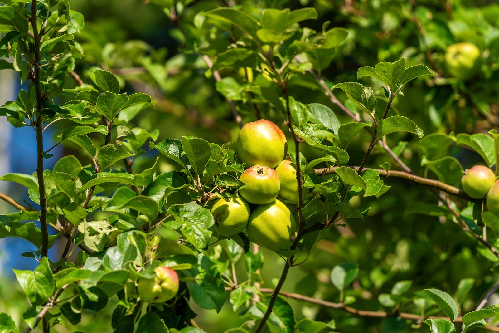 15detalj Galleribilde