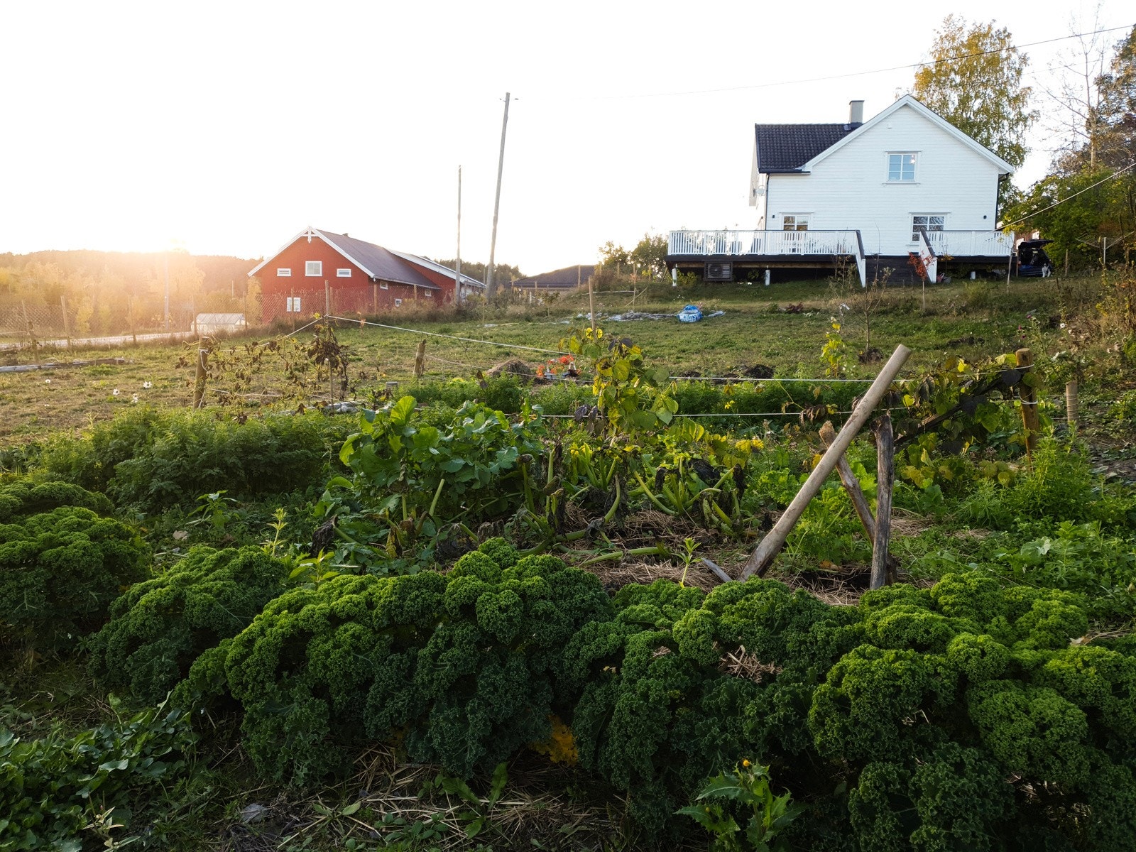 Ideell tomt for drivhus og grønnsakshage. Galleribilde