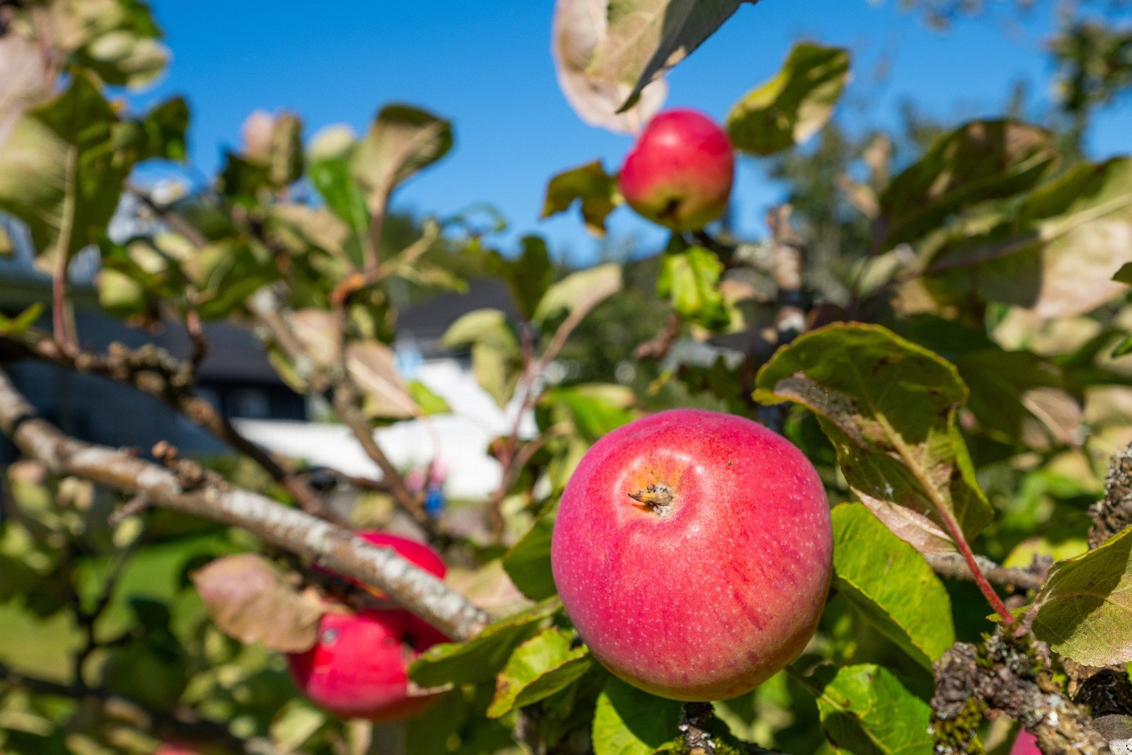 Flere flotte busker og trær på eiendommen. Her vokser det gode saftige epler Galleribilde