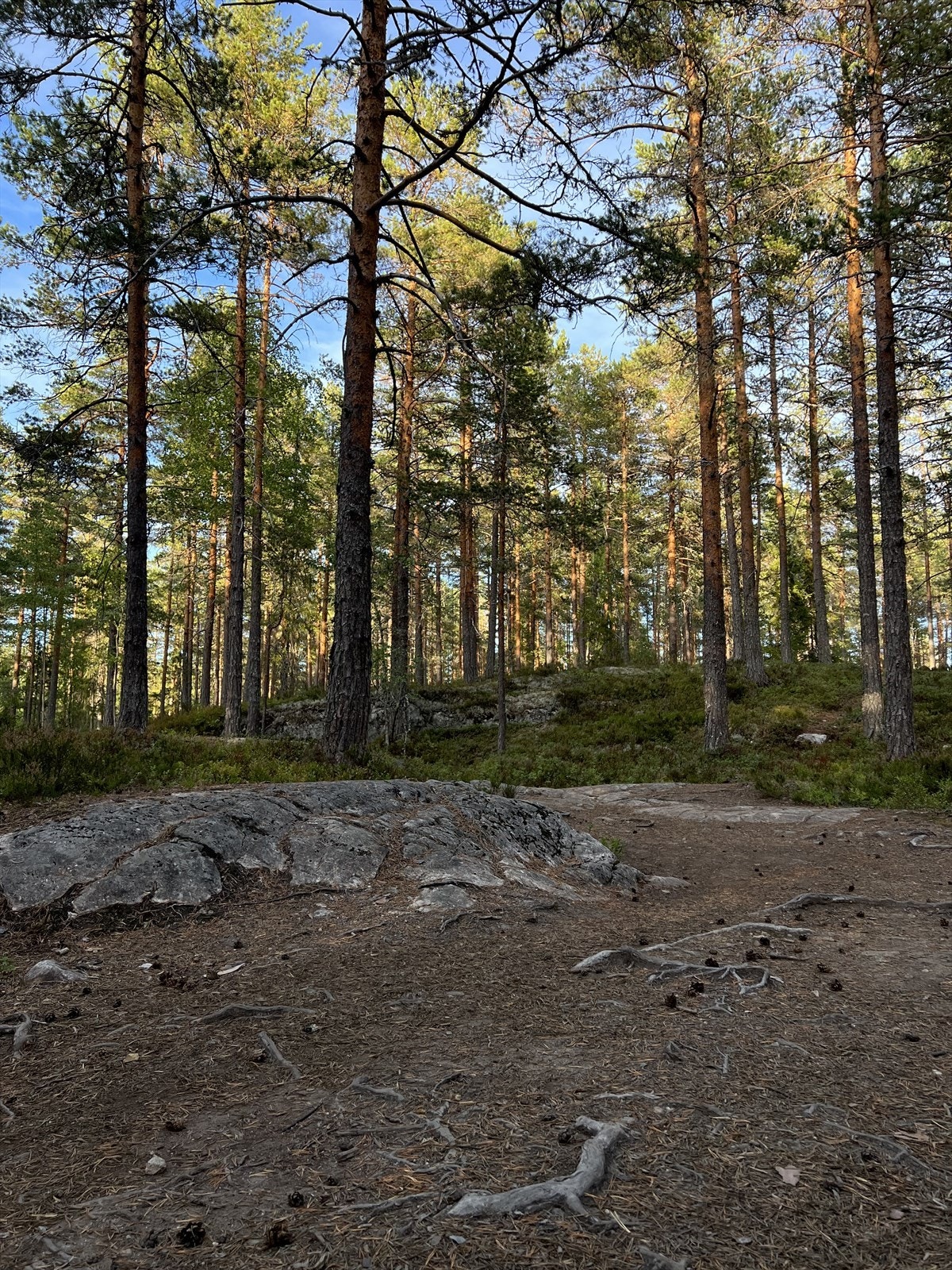 Sti i området Galleribilde