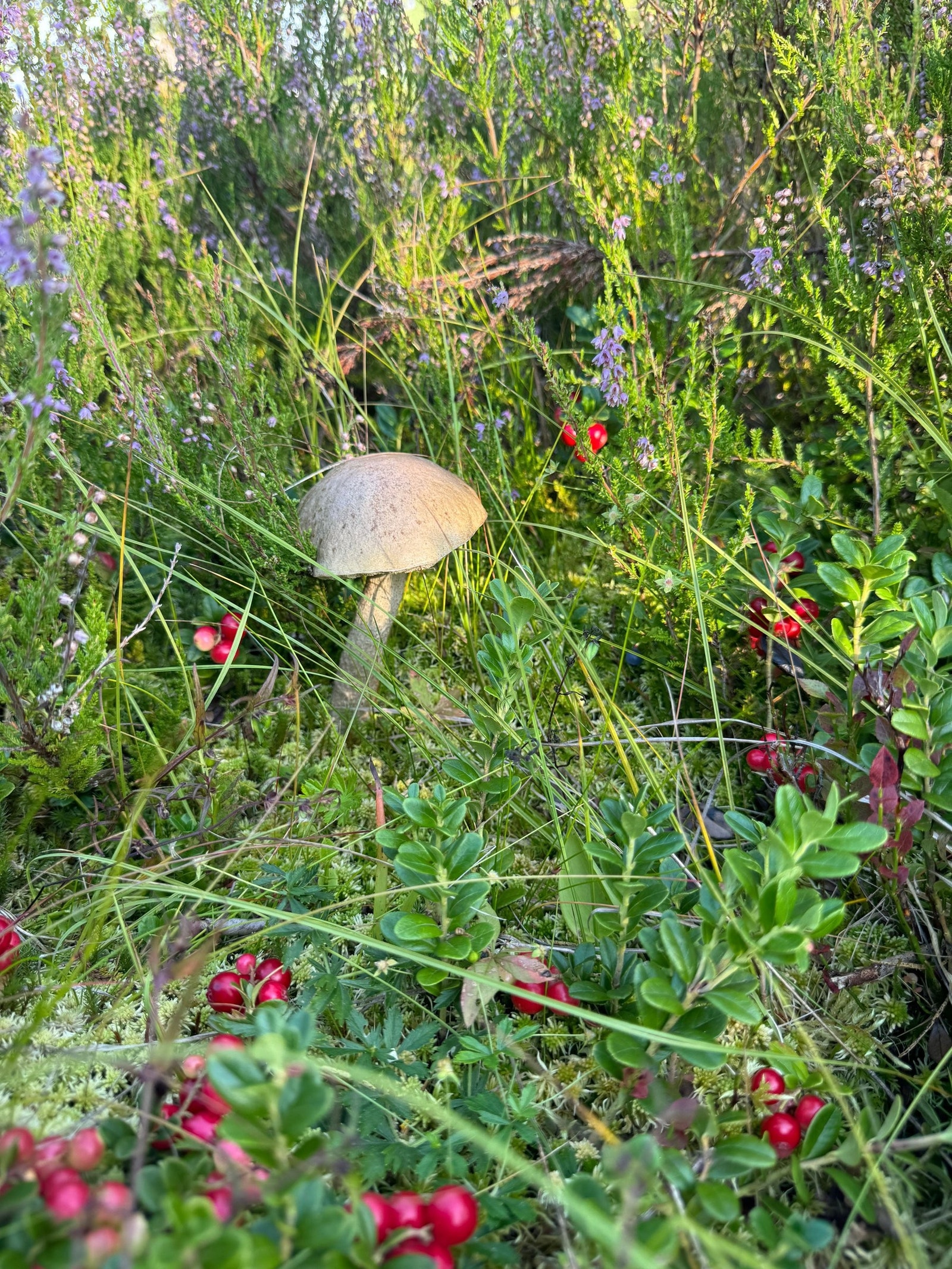 Flotte tur- og friluftsområder rett utenfor huset, med gode muligheter for sopp- og bærplukking Galleribilde