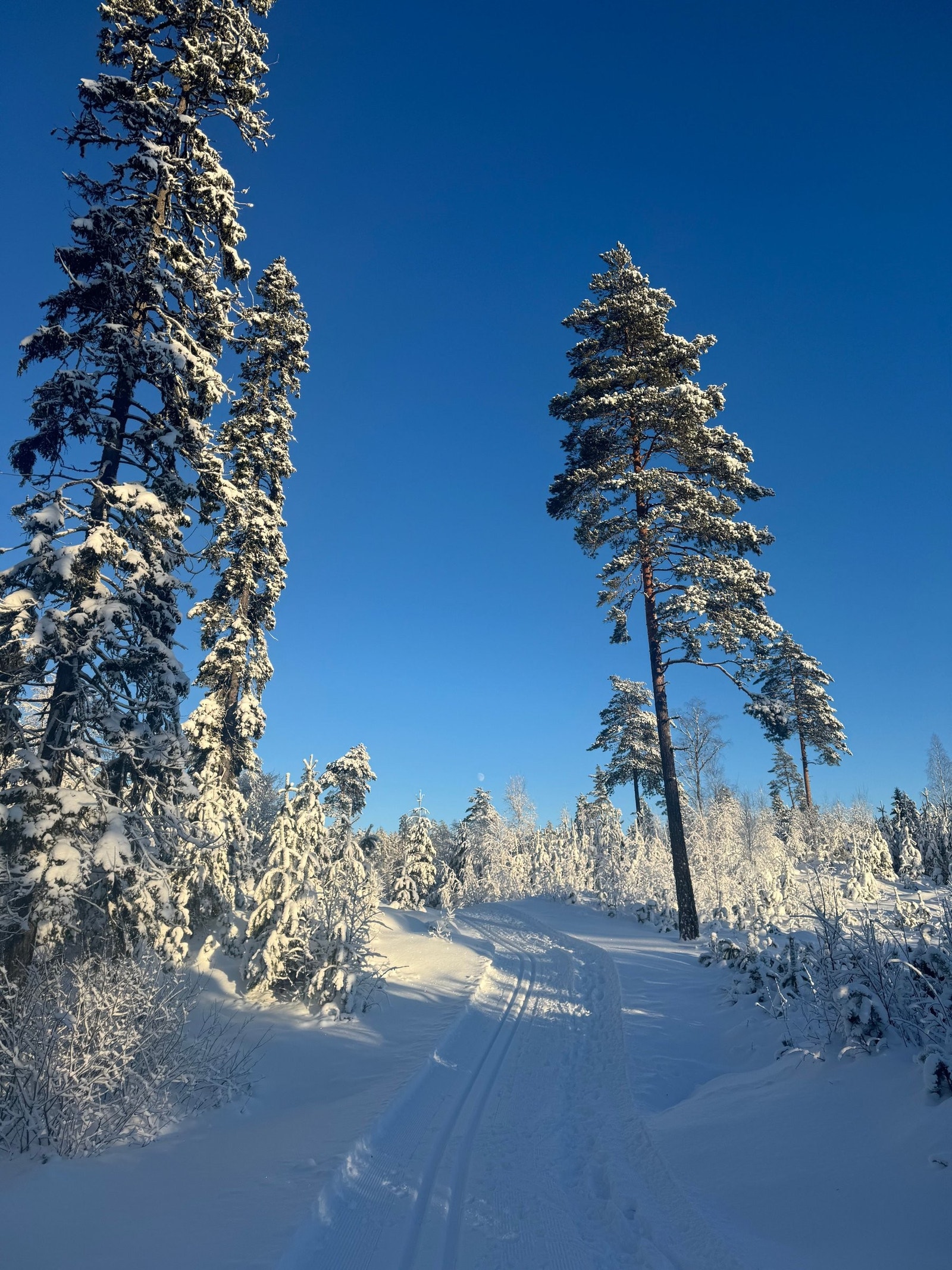 Fantastiske langrennsmuligheter med skiløype rett utenfor huset Galleribilde