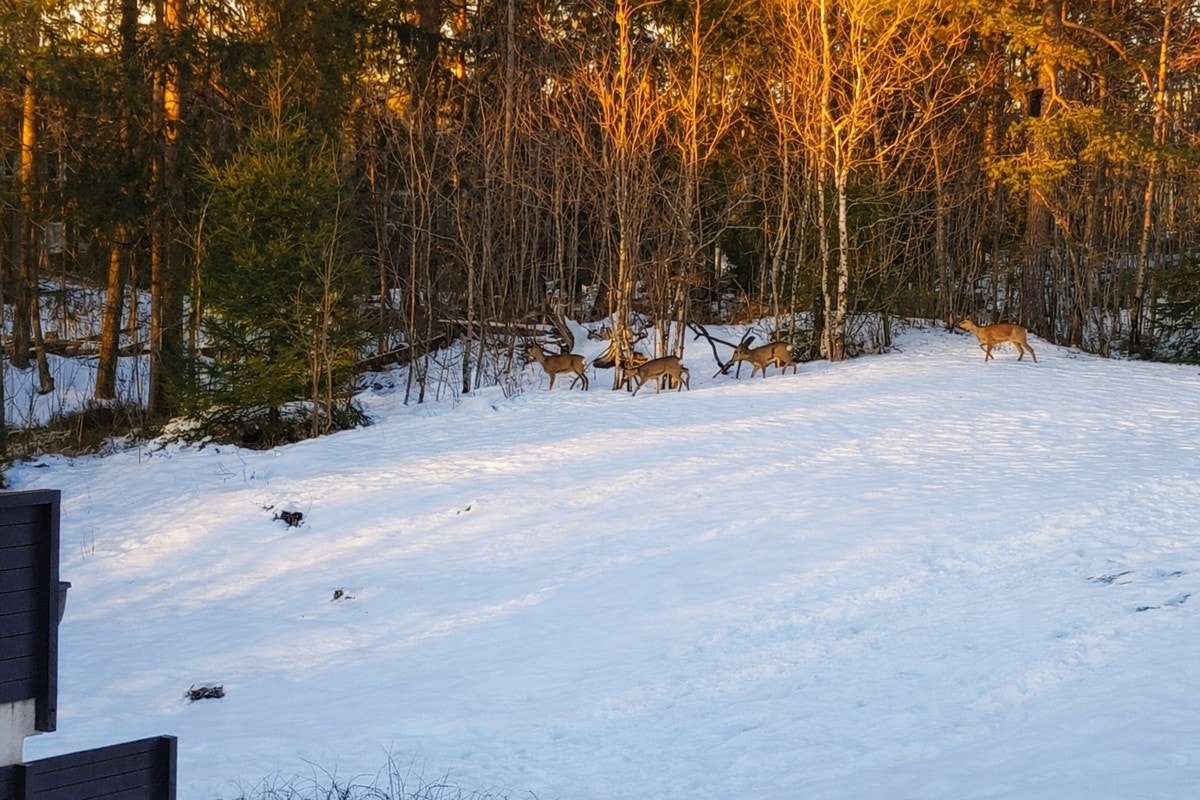 Leiligheten ligger bare 15 minutter fra Majorstuen, og tilbyr et eksepsjonelt bomiljø. Omgitt av skog og fredelig natur er det ikke uvanlig å se diskré hjort passere forbi. Galleribilde