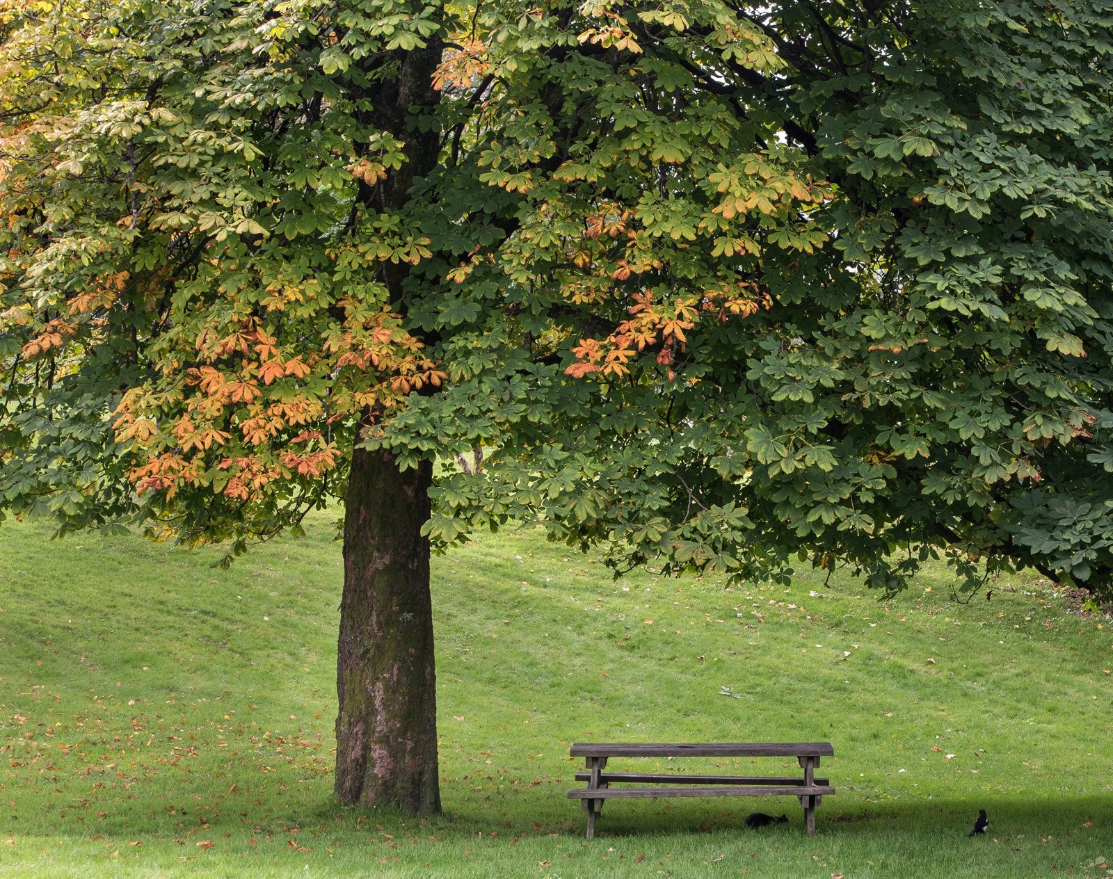 Området har også flere grønne lunger for rekreasjon hvor du kan slå deg ned på en benk og kikke på livet gli forbi. Galleribilde