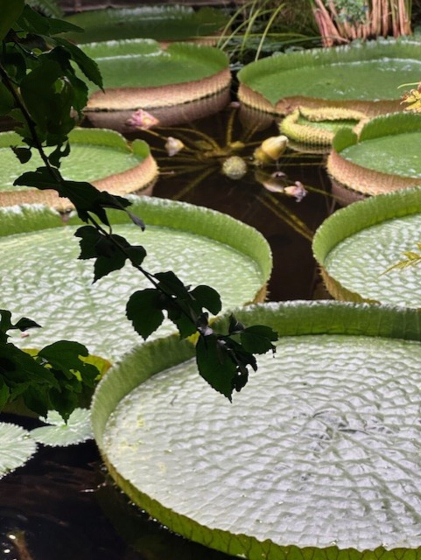 Nærhet til Botansik Hage som gir deg tilgang til tropisk varme i veksthusene om vinteren og Oslos vakreste blomstring om våren. Galleribilde