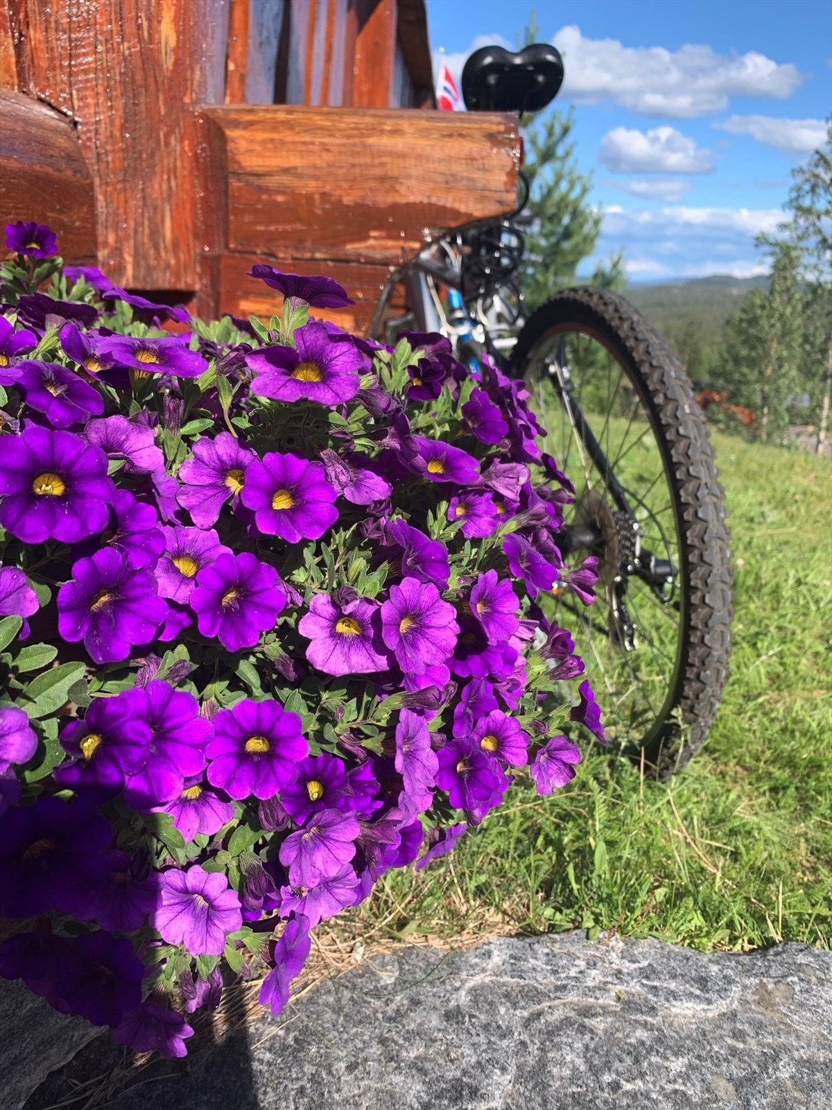 Privat bilde fra tunet utenfor hytta. Galleribilde