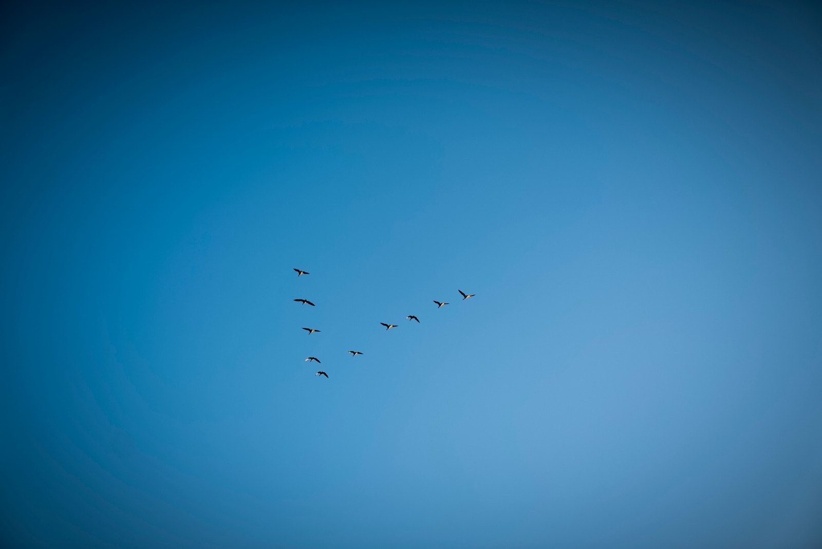 Fugletrekk over tomten - her får du naturopplevelser på nært hold, året rundt. Galleribilde