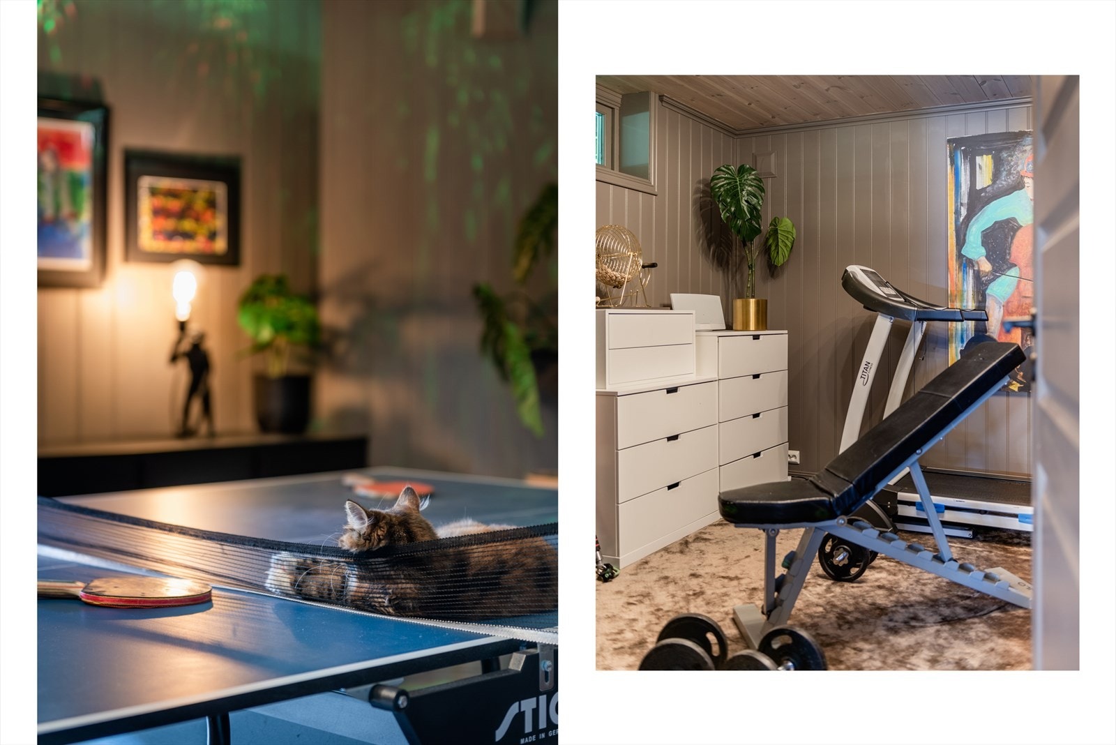 Til og med katten trives i aktivitetsrommet. Galleribilde