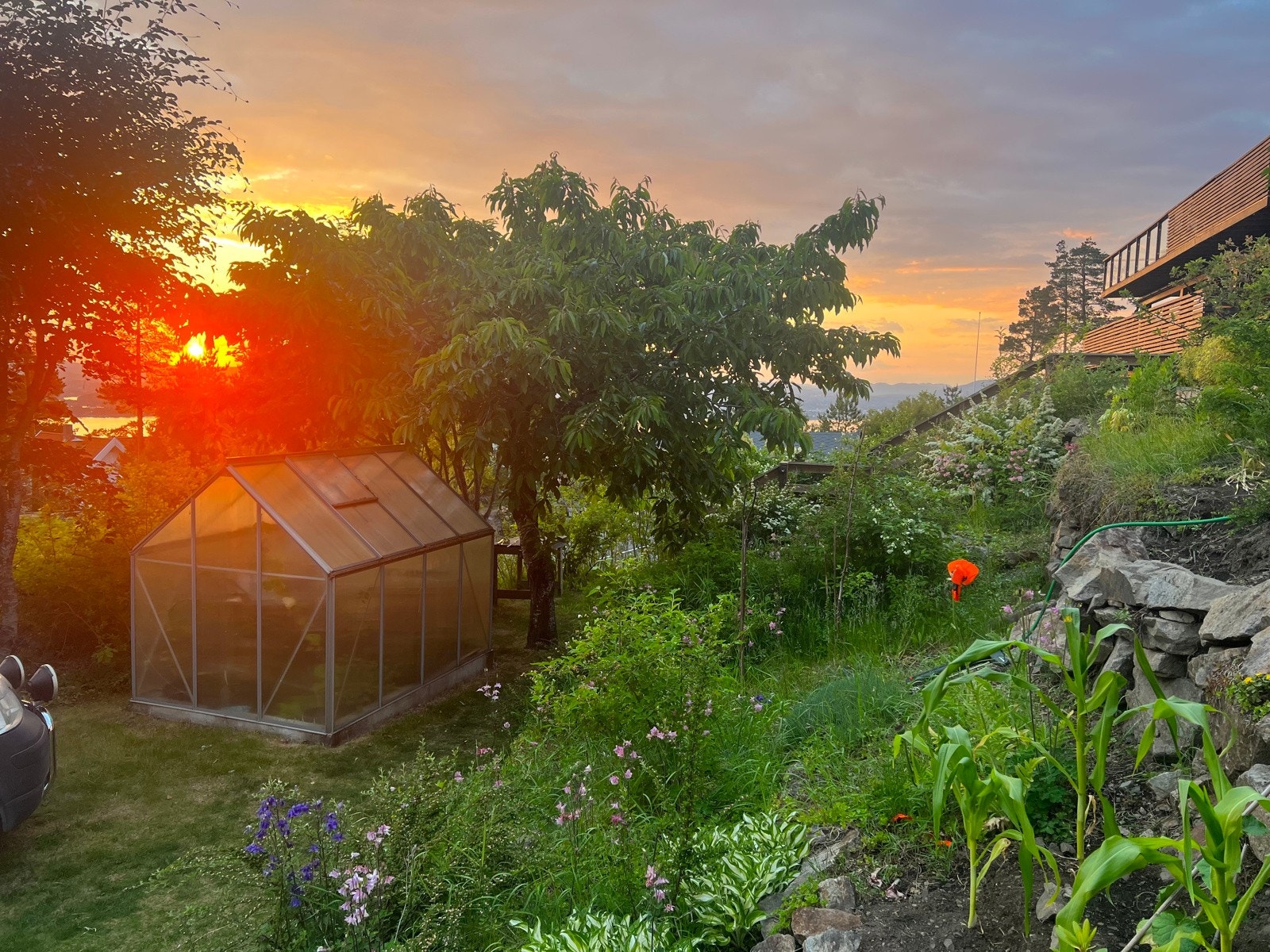 Drivhus og rikt beplantet hage med blant annet epletre, 2 ulike morelltrær, prydtre, syrin, ripsbusker, solbærbusk, hyllebærblomst, valmuer, rhododendron, rosebusker og flere andre stauder. Galleribilde