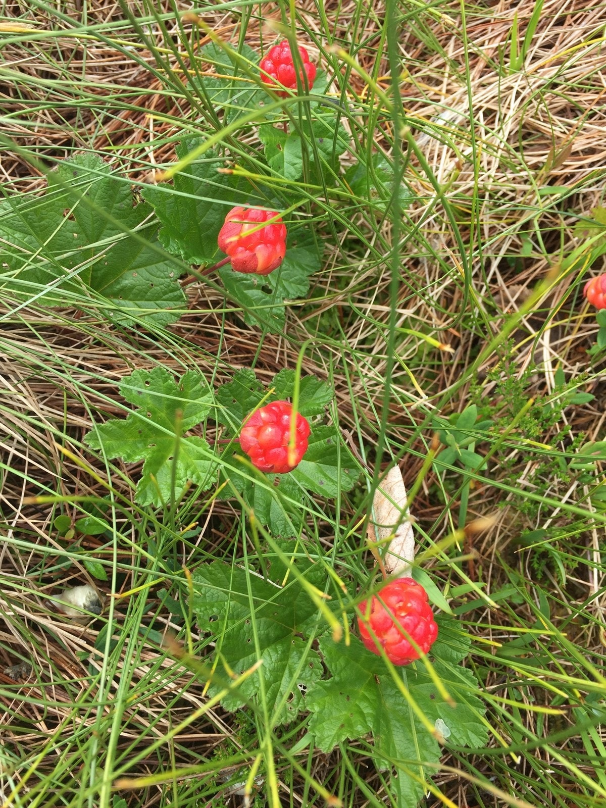 SElgers private bilder: Her av molter like utenfor hyttedøren! Turterrenget er fantastisk og gir mange muligheter for korte og lange turer. Ikke minst bærturer. Velkommen på visning. Galleribilde