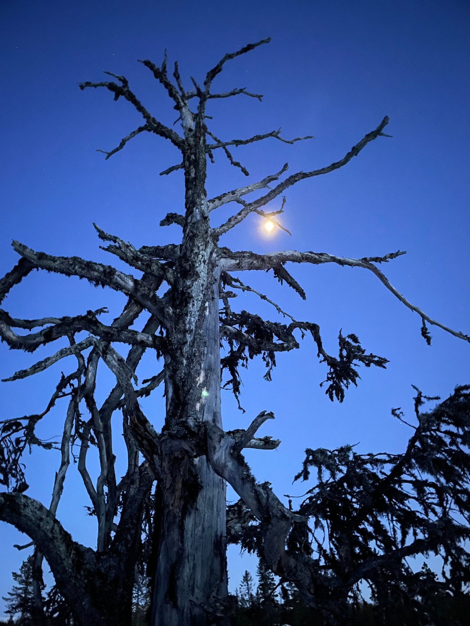 Måneskinn ved hytta. Galleribilde