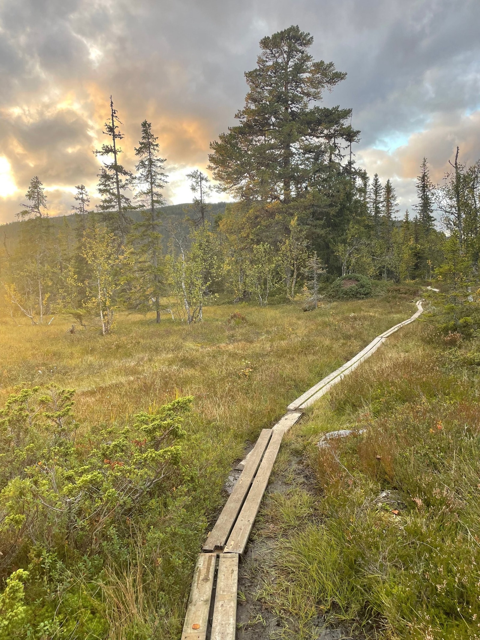 Fine klopper på stien fra parkeringen og inn til hytta. Galleribilde