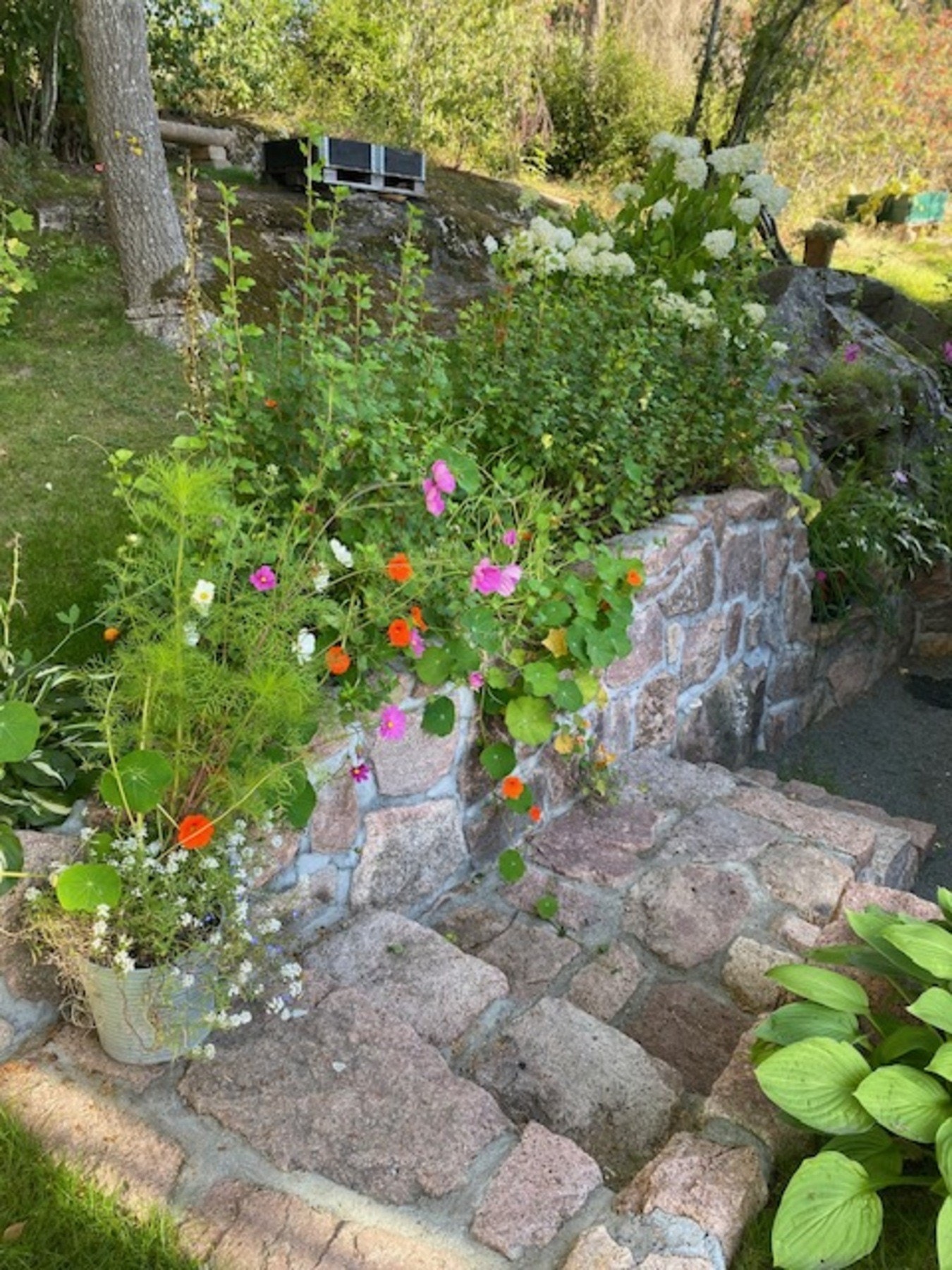 Masse grønt og planter. Galleribilde