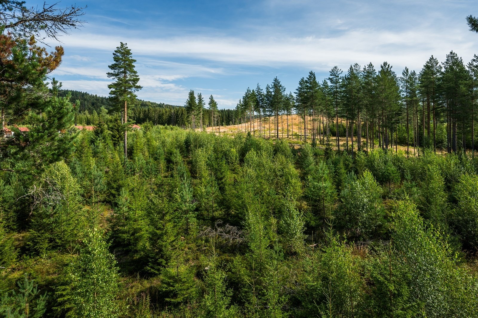 Bilde av tomta Galleribilde