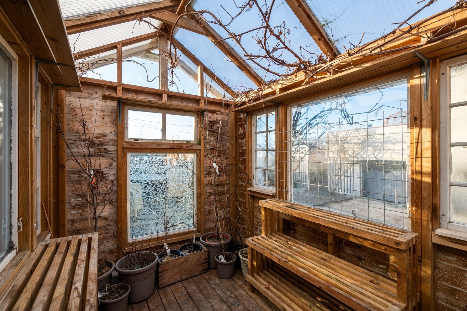 Drivhuset inneholder druer som modnes i september og kiwiplante. Galleribilde