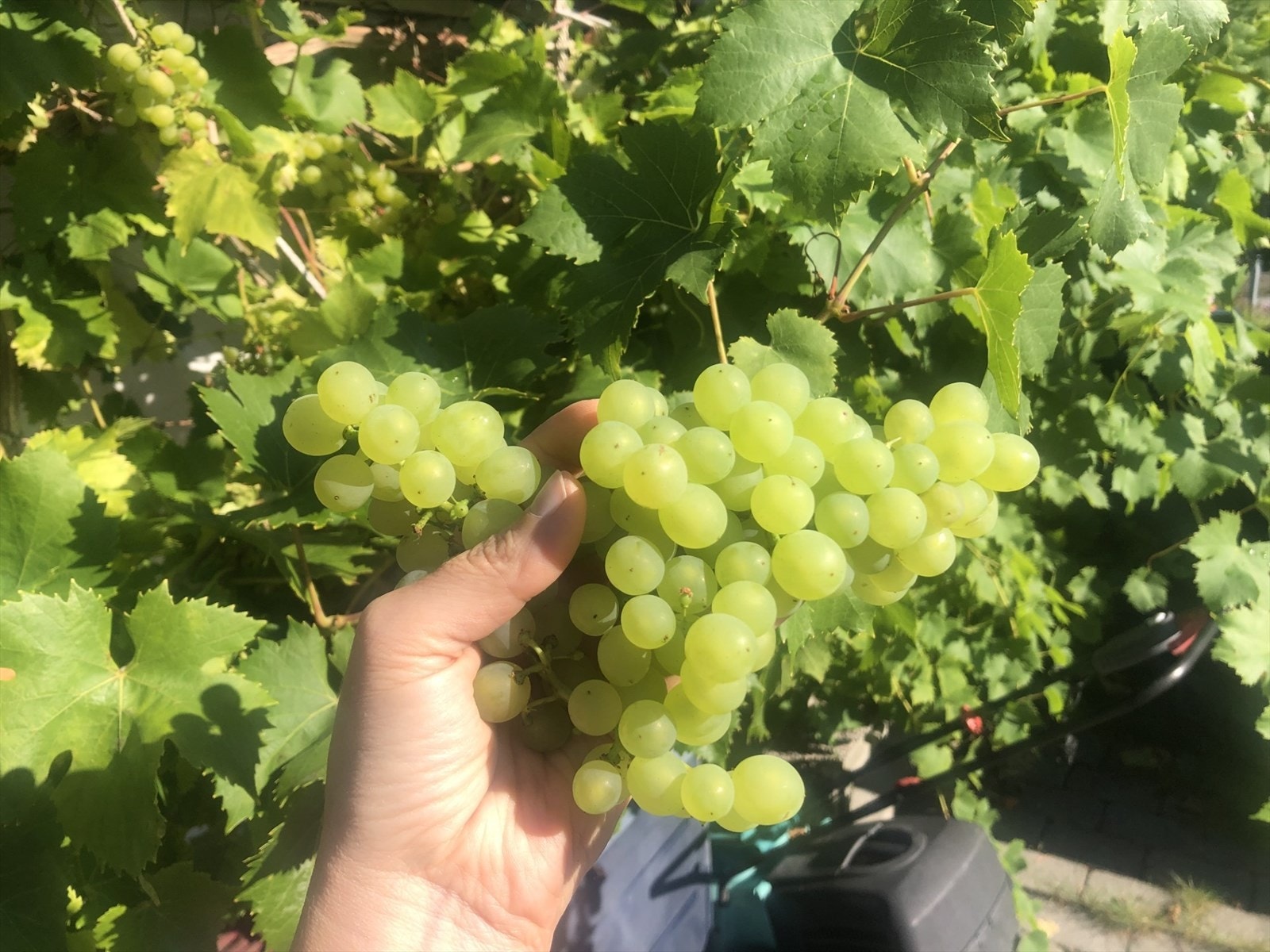 Privat bilde Galleribilde