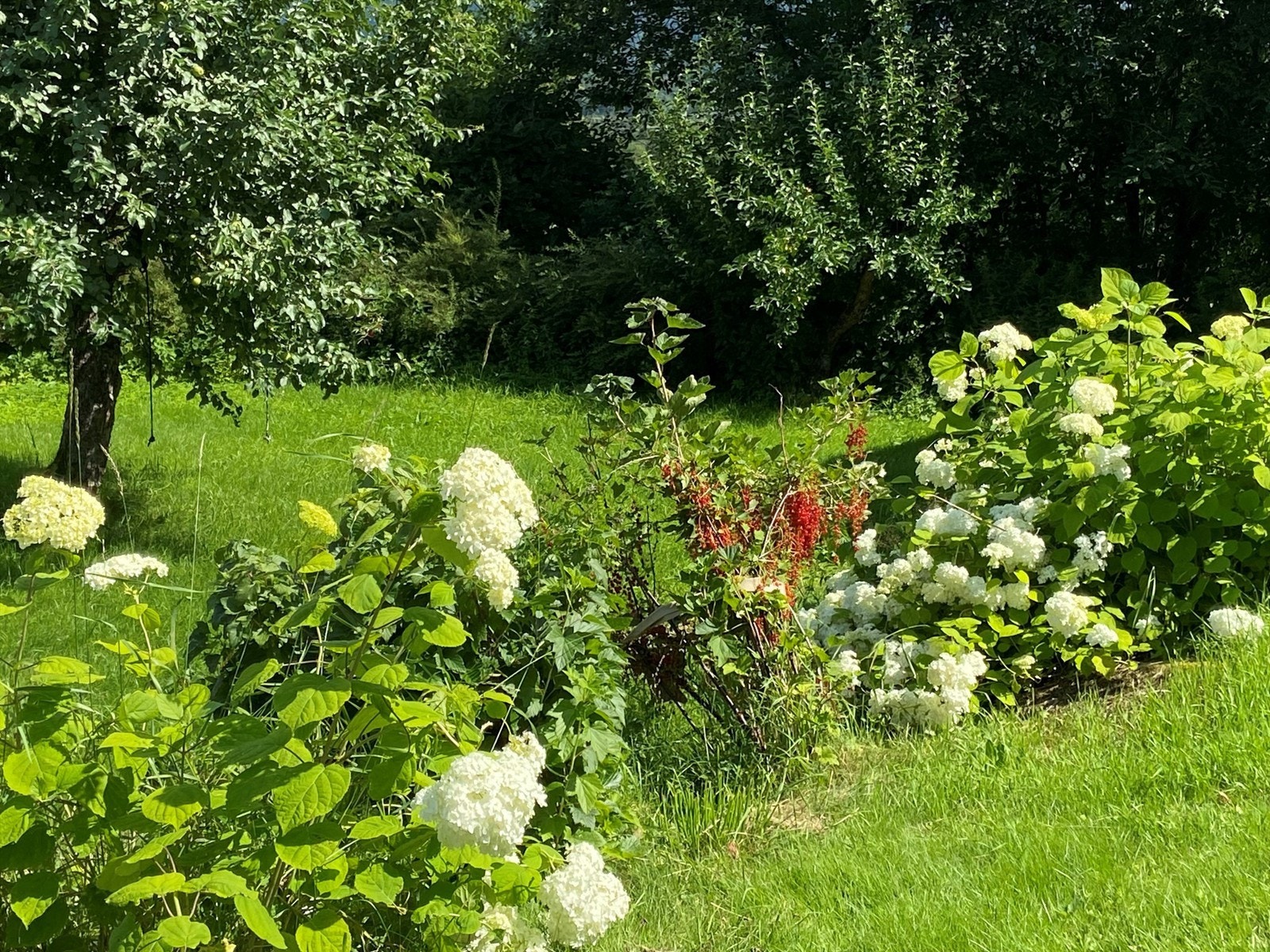 Sommerbilde (selgers bilde) Galleribilde