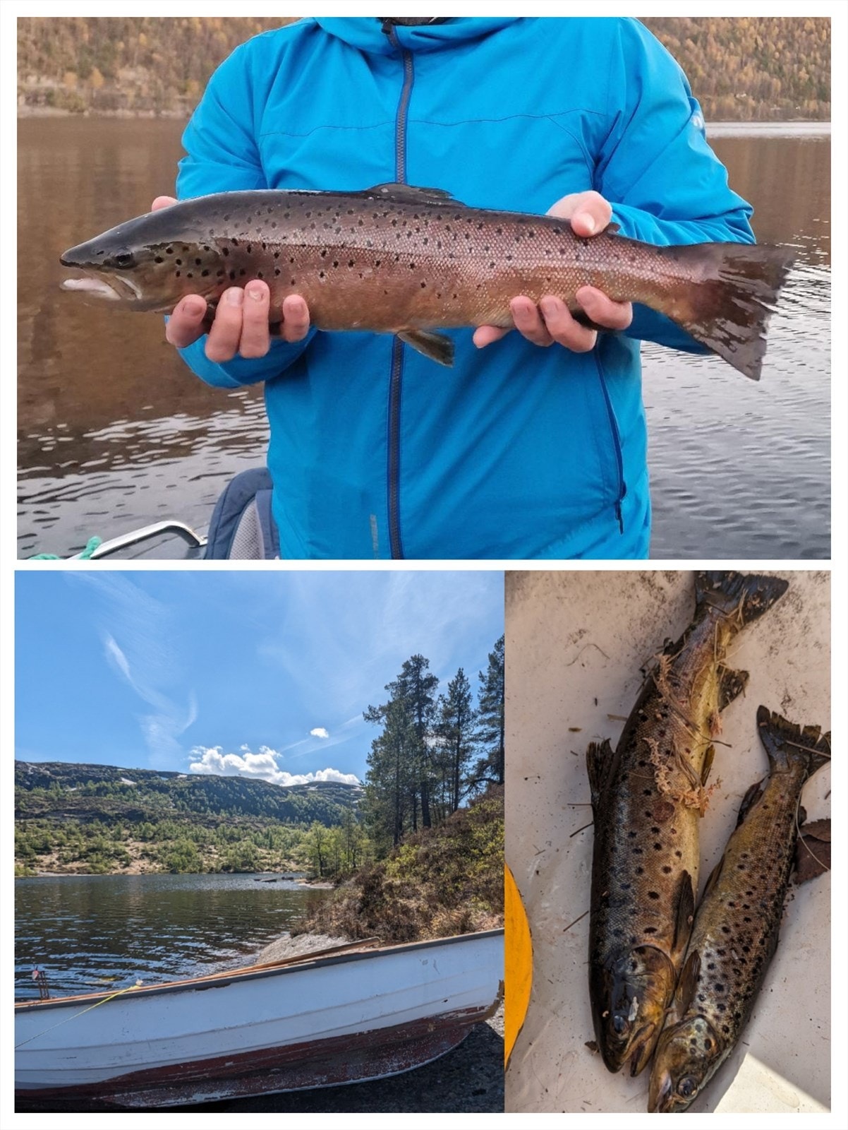 Flere gode fiskemuligheter i nærheten hvor fisken biter godt. Selgers private bilder . Galleribilde