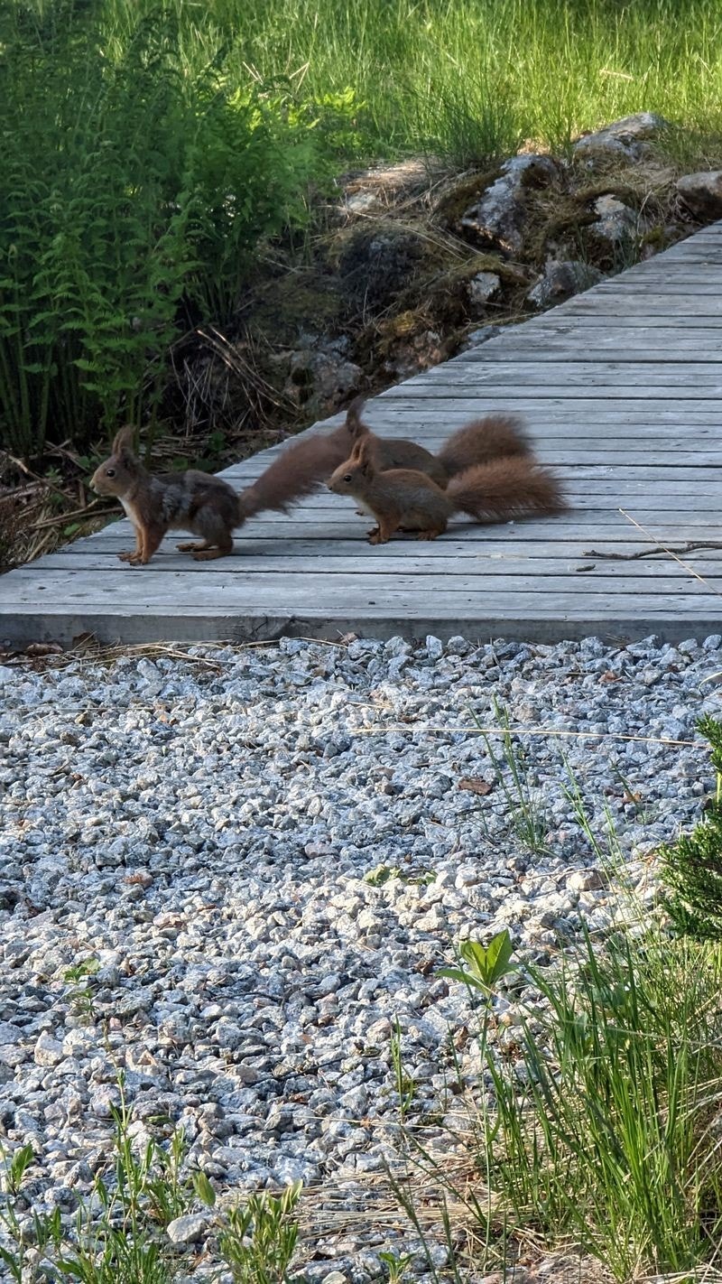 Sommerbilde - Selgers private bilder Galleribilde