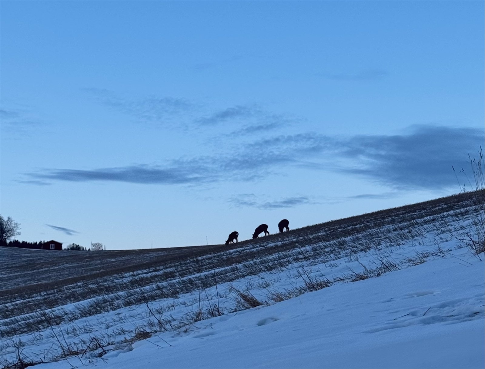 Rådyr sett fra kjøkkenvinduet Galleribilde