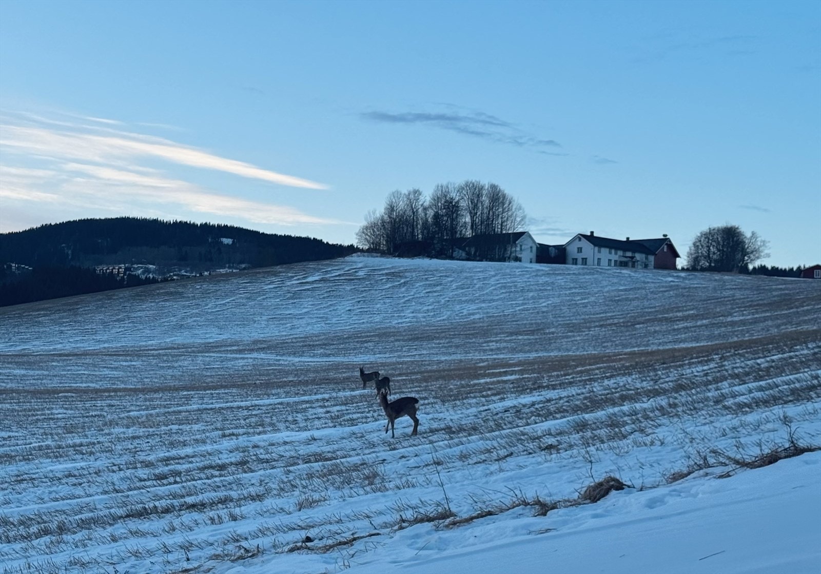 Rådyr sett fra kjøkkenvinduet Galleribilde