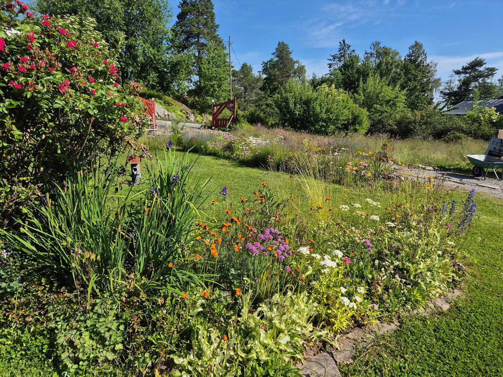 Sommeridyll (privat foto) Galleribilde