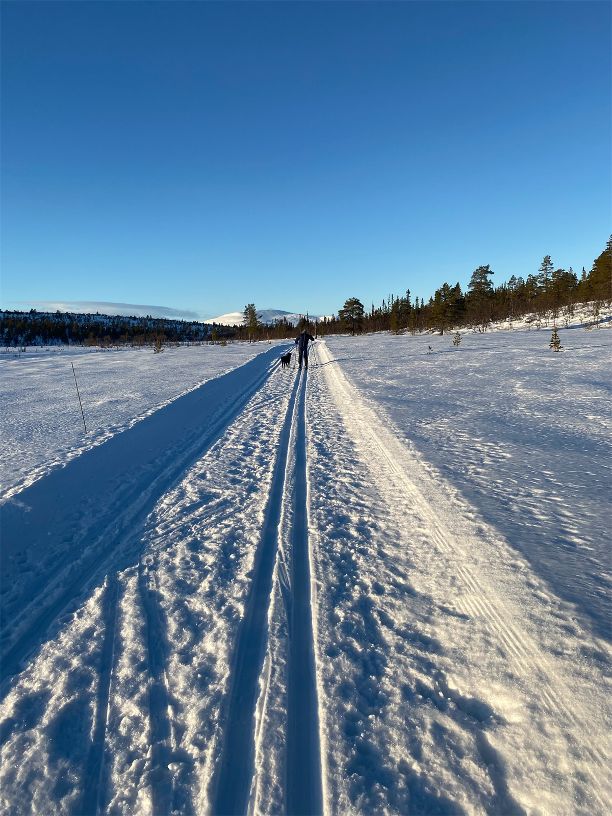 Flotte skiløyper i området, løypene går ca. 50m fra hytta. Galleribilde