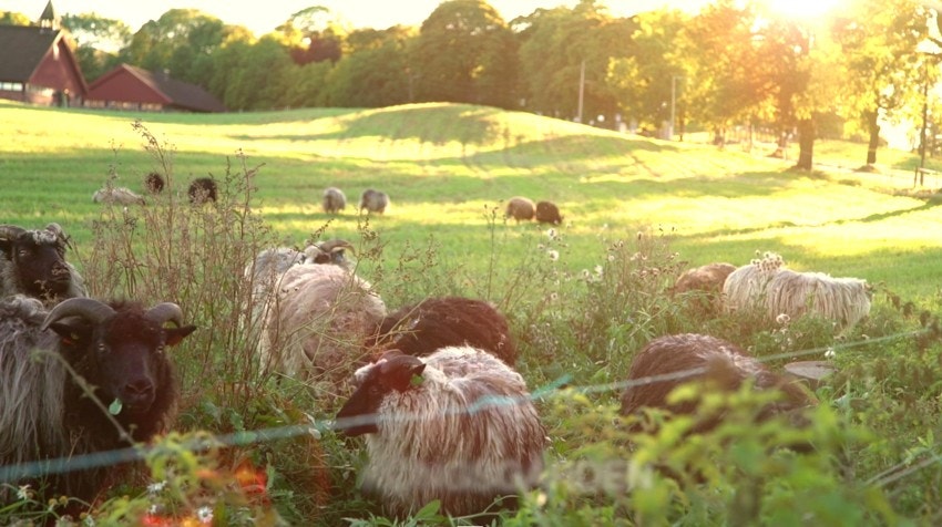 På Bygdøy bor du i landlige omgivelser med Bygdø Kongsgård få minutter unna boligen Galleribilde