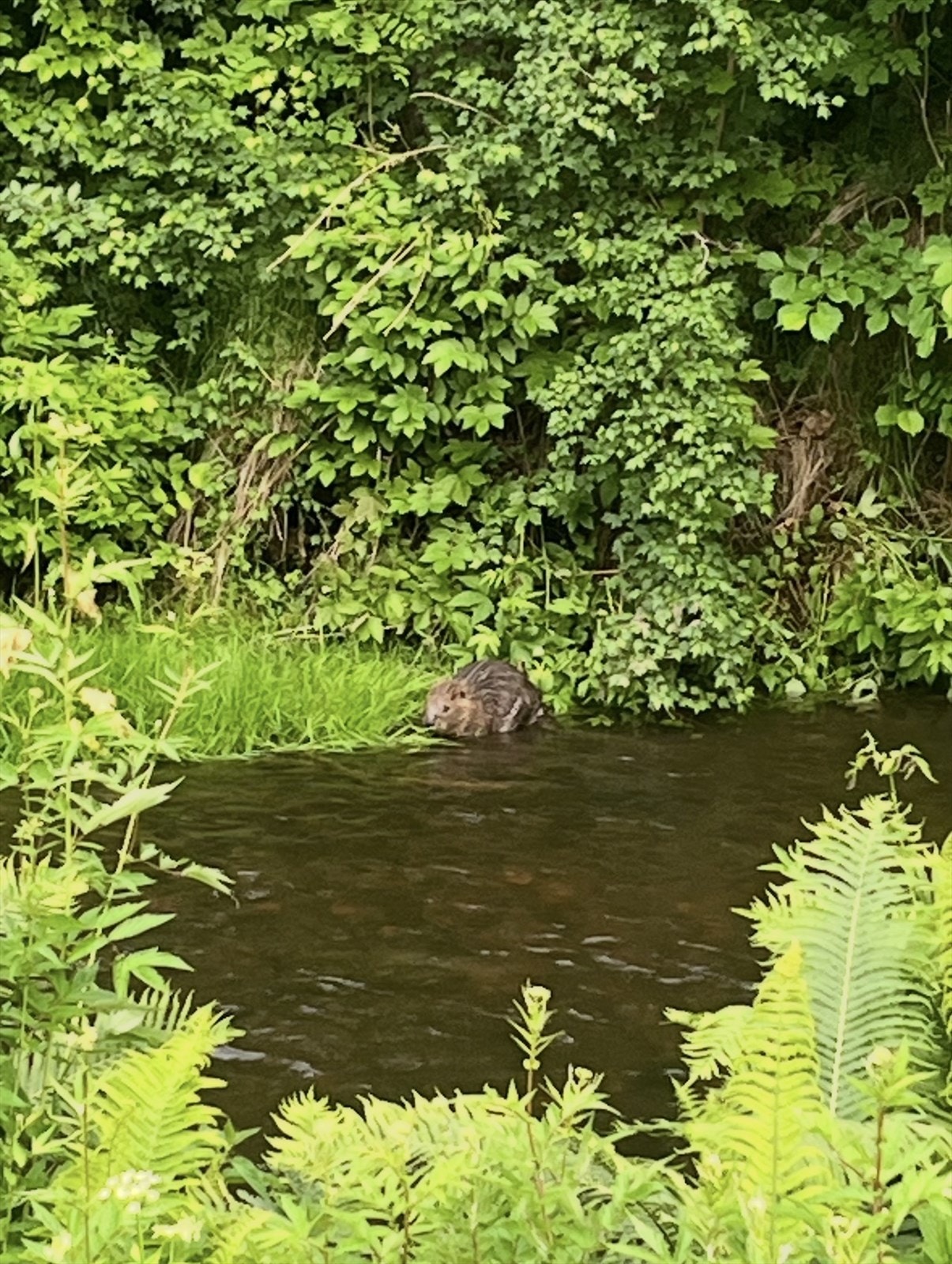 Bever i bekken nedenfor fellesarealet. Galleribilde