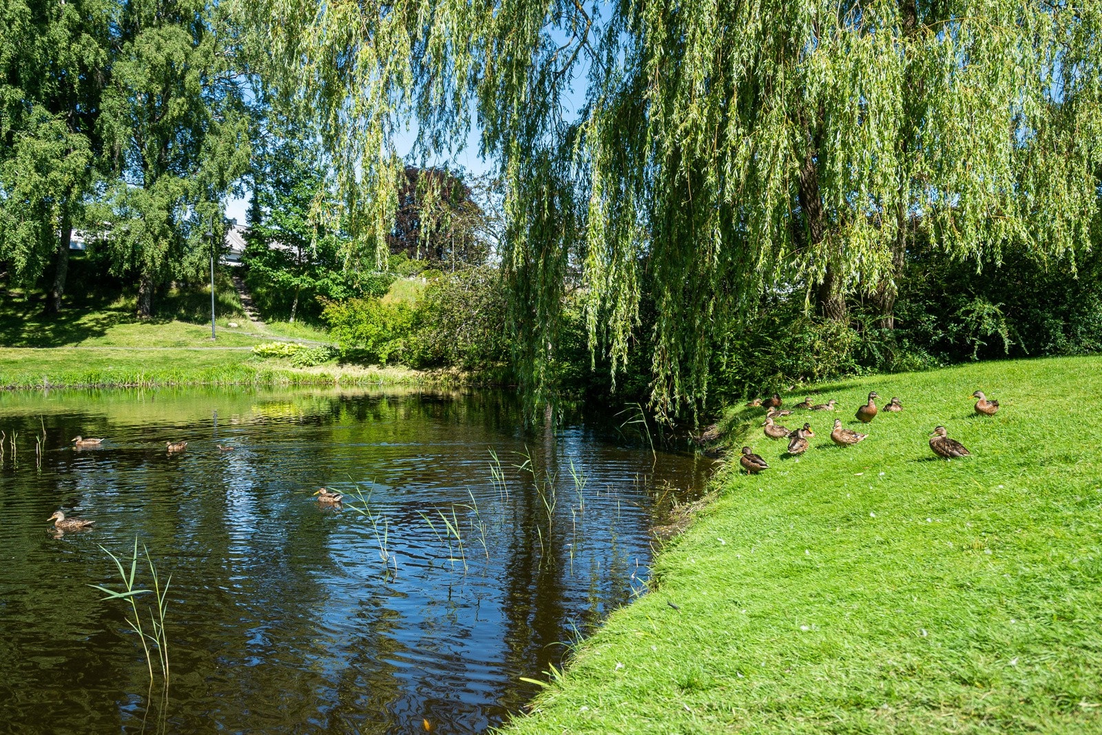 Områdebilde - Rosahaugparken Galleribilde