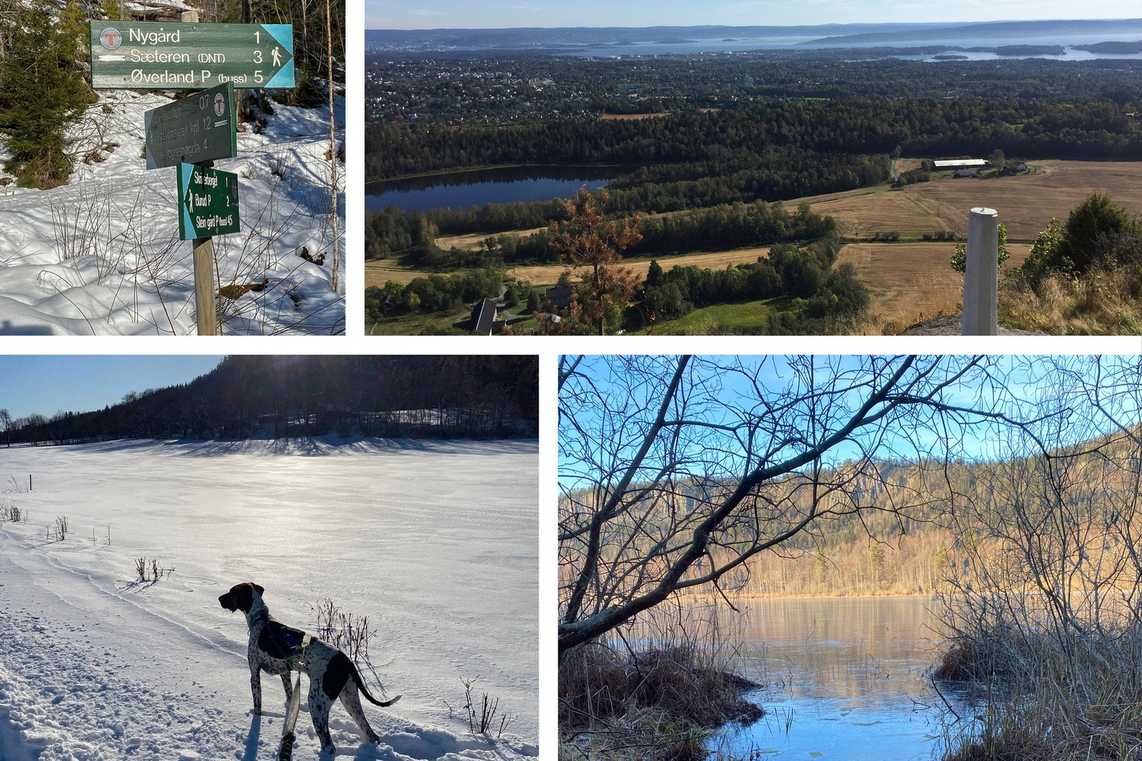 Selgers bilder Galleribilde