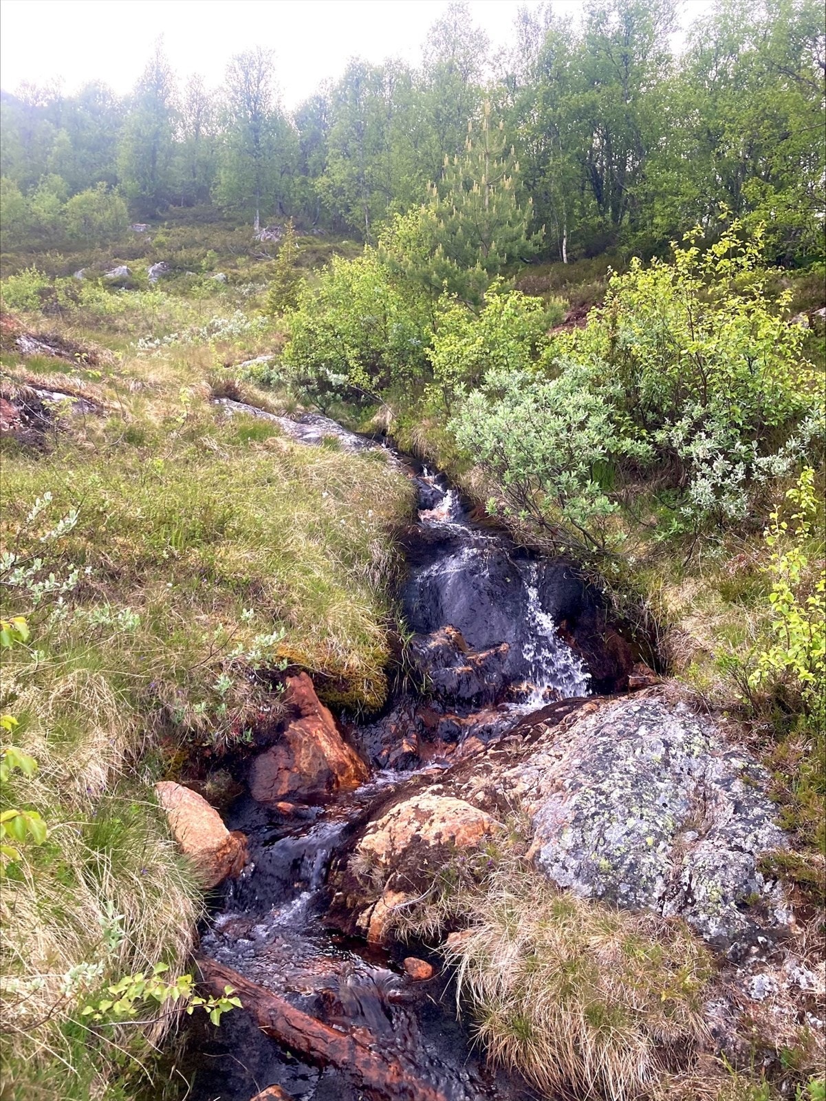 processed-B4591834-2D13-46FA-A964-C3E28BE96C0D.jpeg Galleribilde