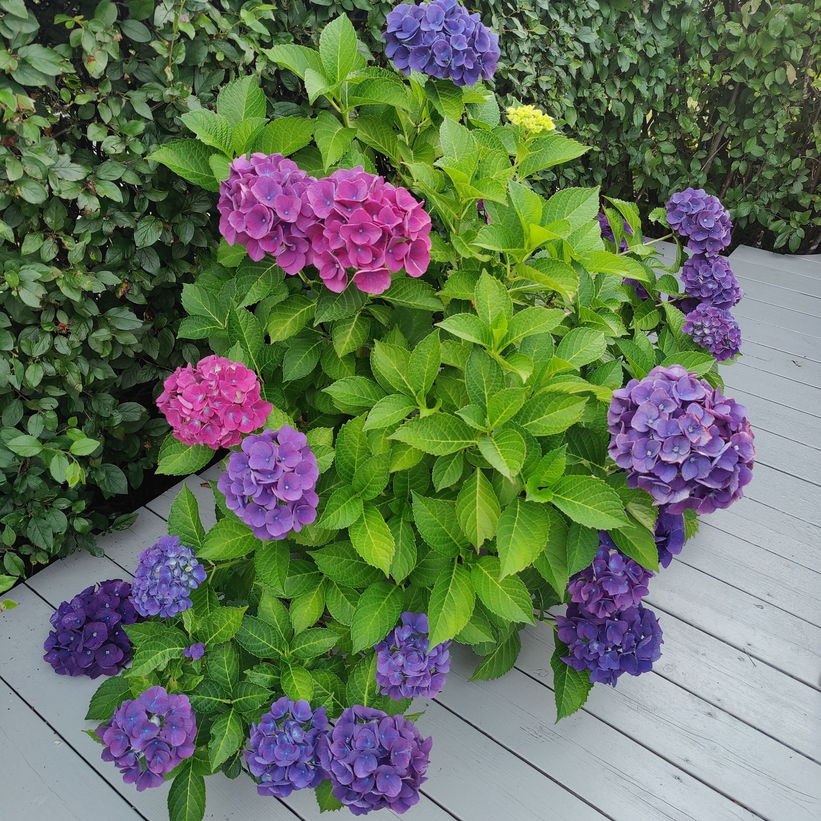 Opp fra bakken på den frodige terrassen kommer det hvert år hortensia Galleribilde