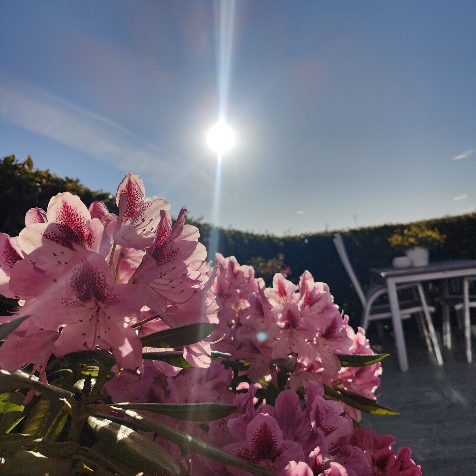 og rododendron. Galleribilde