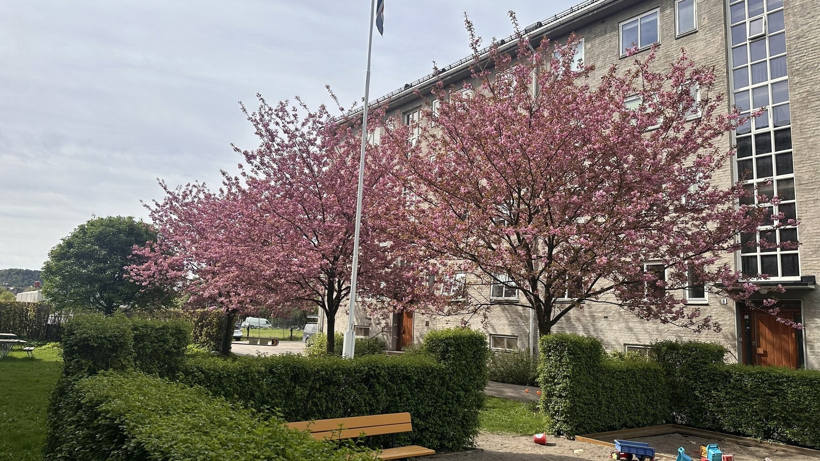 Eget bilde fra selger. Et glimt av vårens rosa blomsterprakt rett utenfor boligen Galleribilde