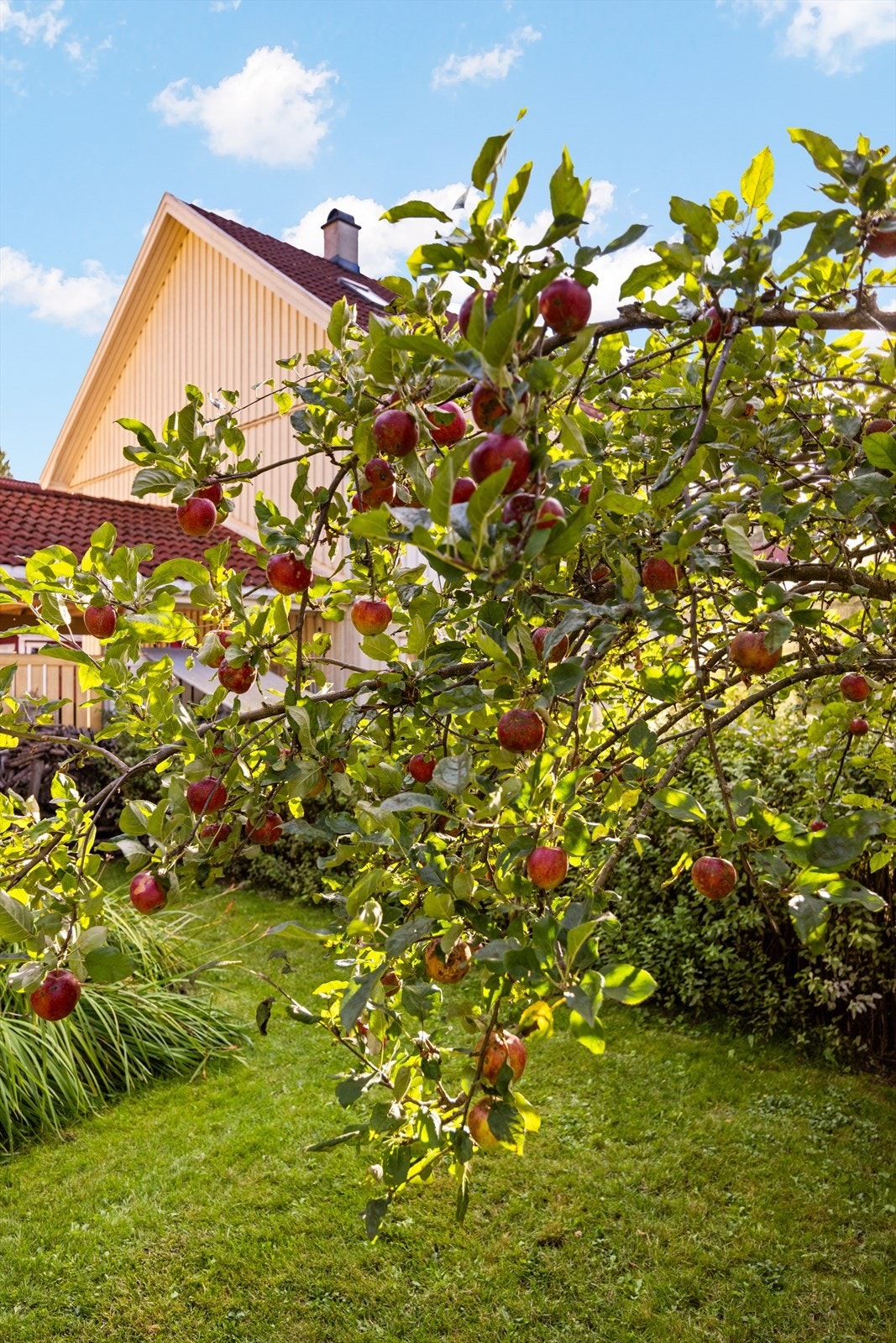 I hagen finnes blant annet et etablert epletre. Galleribilde