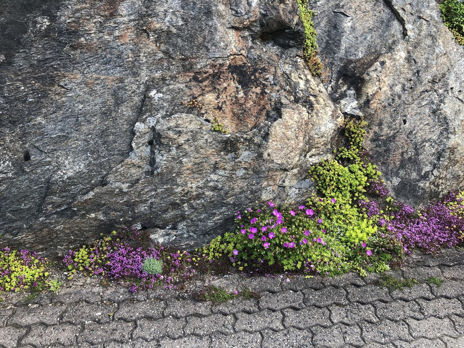 Selgers eget bilde Galleribilde