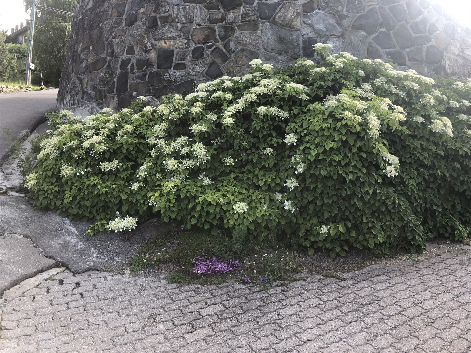 Selgers eget bilde Galleribilde