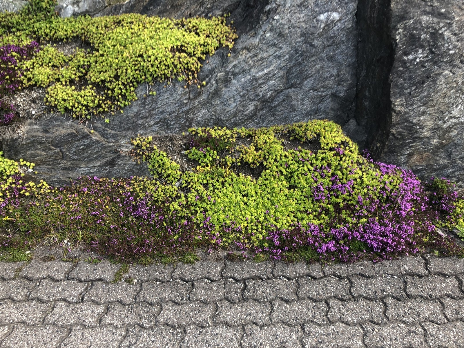 Selgers eget bilde Galleribilde