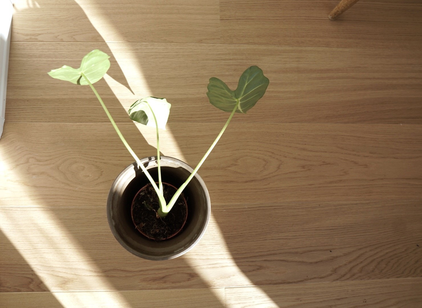 Nydelig en-stavs eikeparkett i hele boligen. Galleribilde