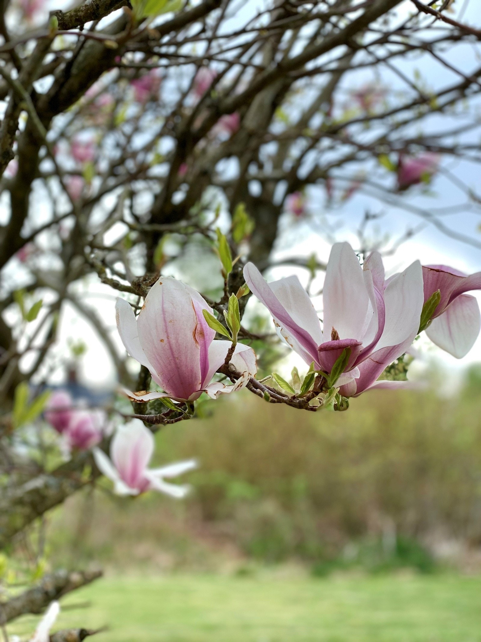 Privat bilde Galleribilde