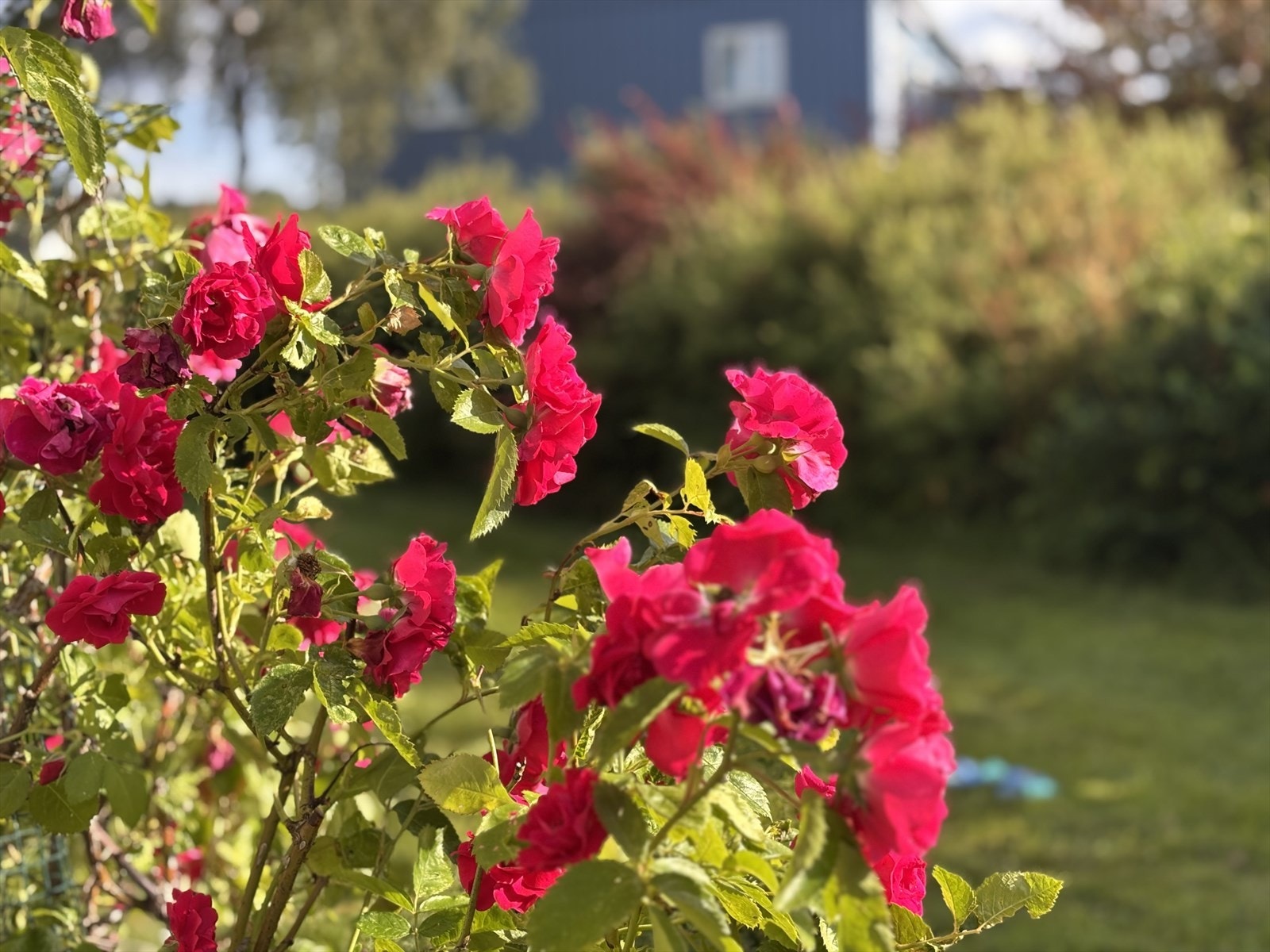 Detalj sommer (selgers bilde) Galleribilde