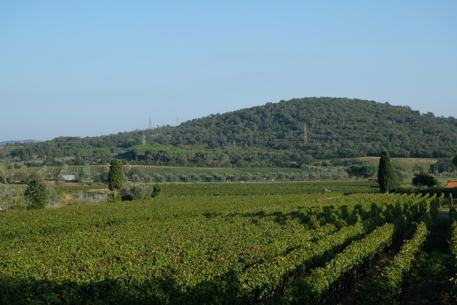 Vingården CasaDei Suvereto Galleribilde