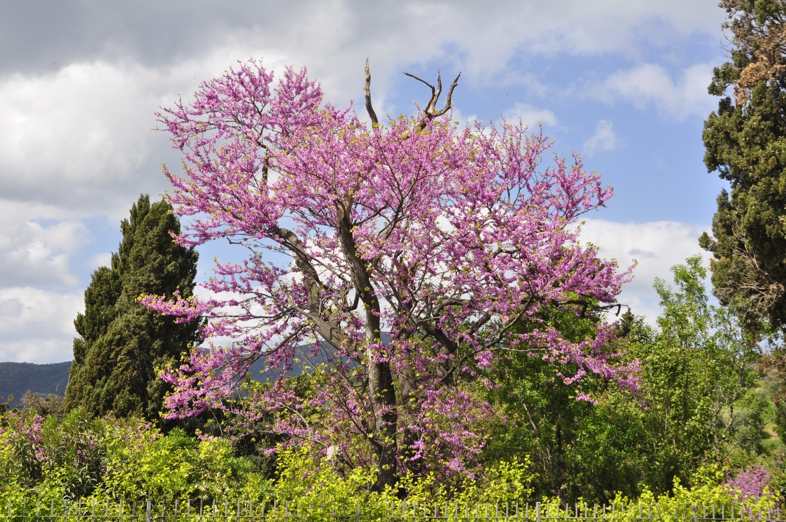Ingenting er som å oppleve våren i Toscana og Suvereto. Galleribilde
