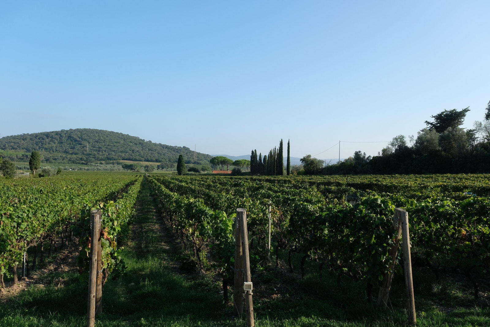 Vingården CasaDei Suvereto Galleribilde