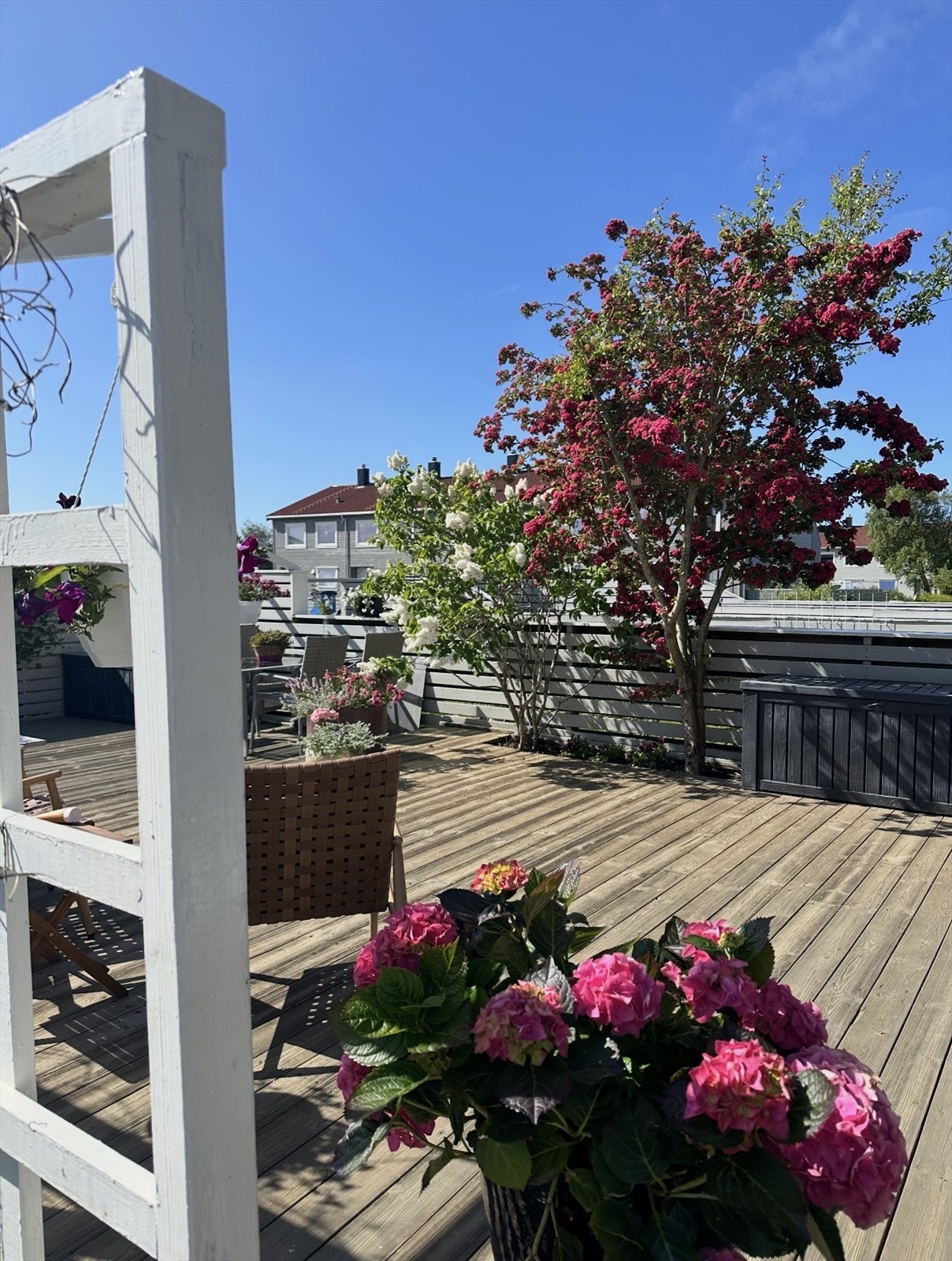 Selgers sommerbilder Galleribilde