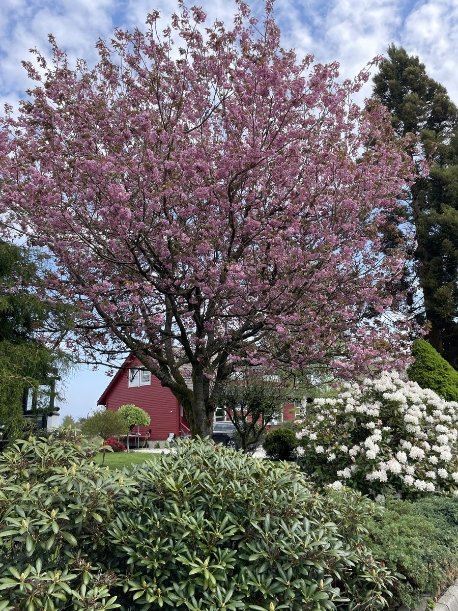 Huset i bakgrunnen Galleribilde