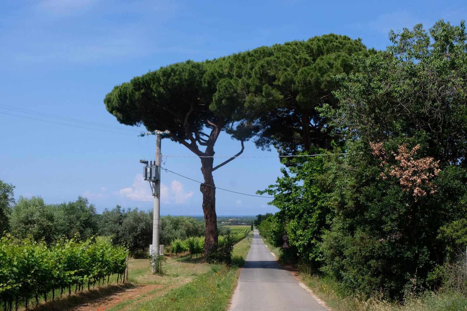 Bolgheri 07.06.2023 Galleribilde