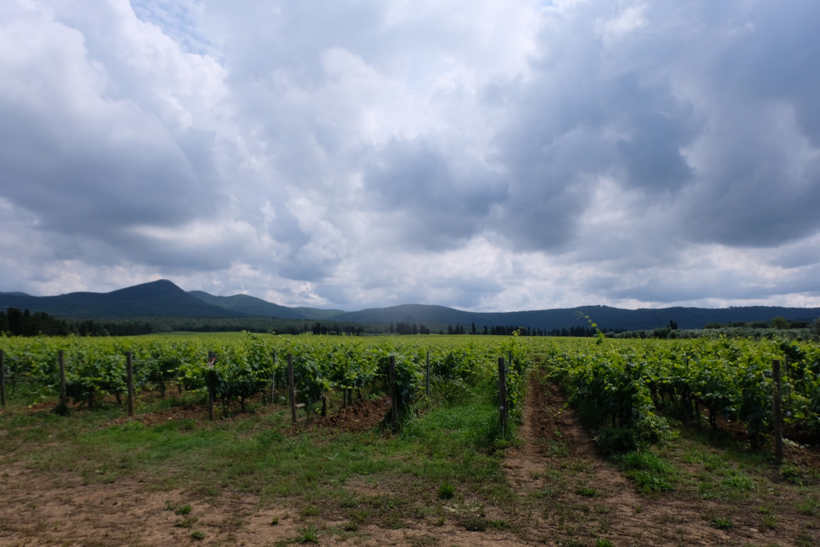 Bolgheri 07.06.2023 Galleribilde