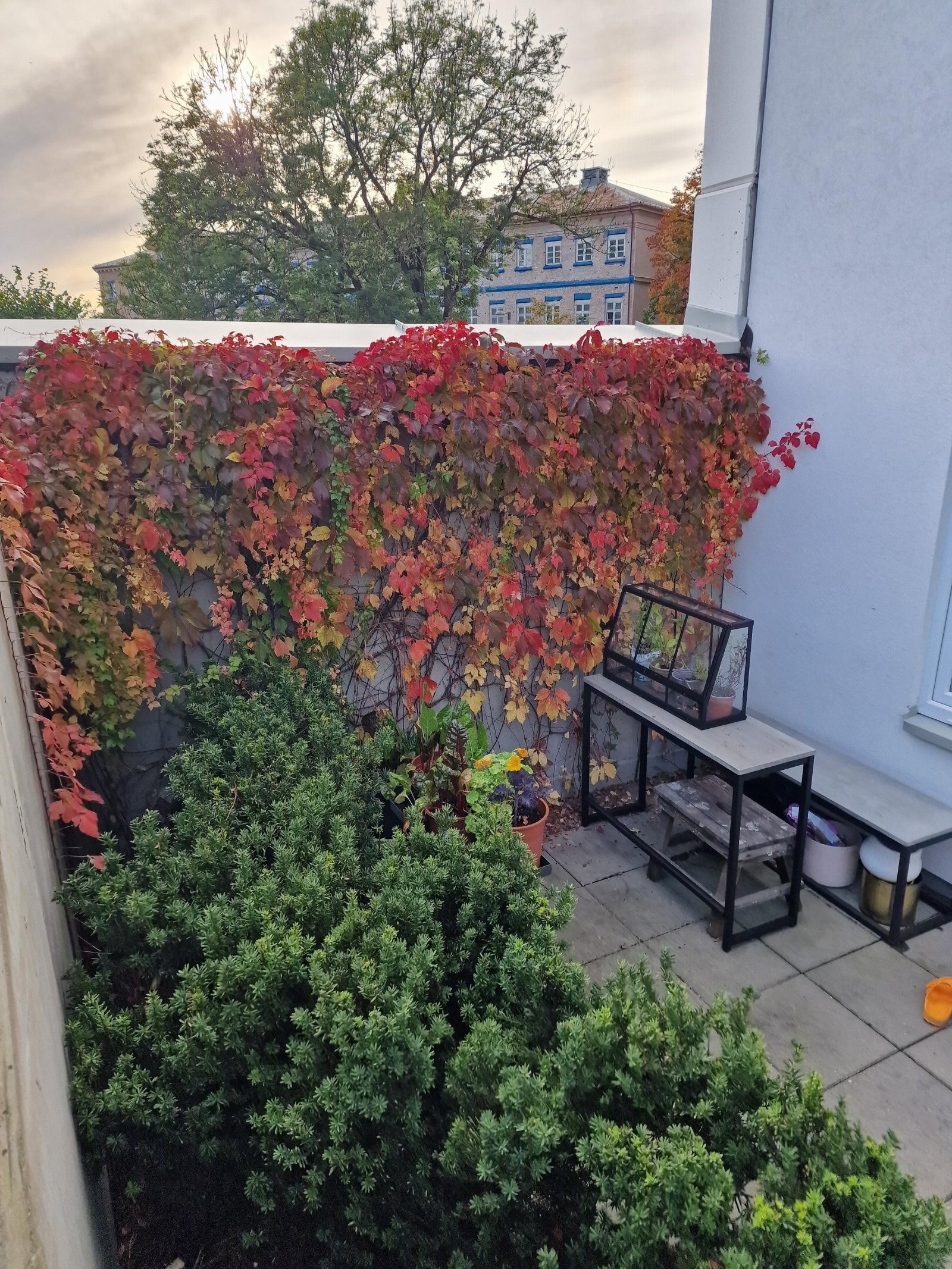 Klatreplanten dekker betongveggen på sommerhalvåret og gjør at man får en privat oase I byen.Selger sitt private bilde. Galleribilde